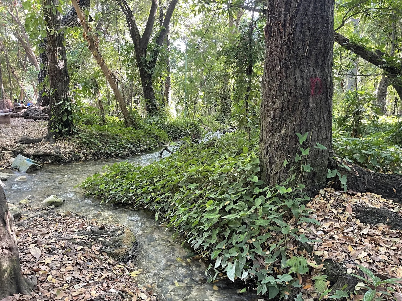 Vegetación junto al agua en Las Barías