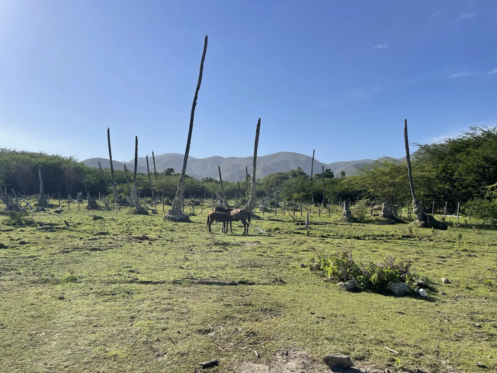 Caballo en el paisaje rural de La Descubierta